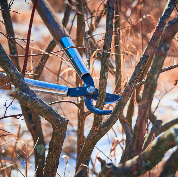 Pruning shears cutting branches in late winter