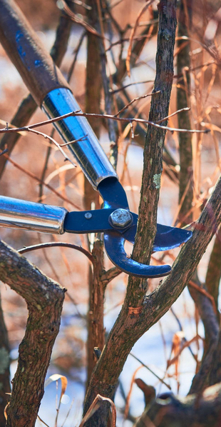 pruning for Lent