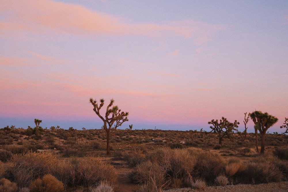 Lenten desert at dawn
