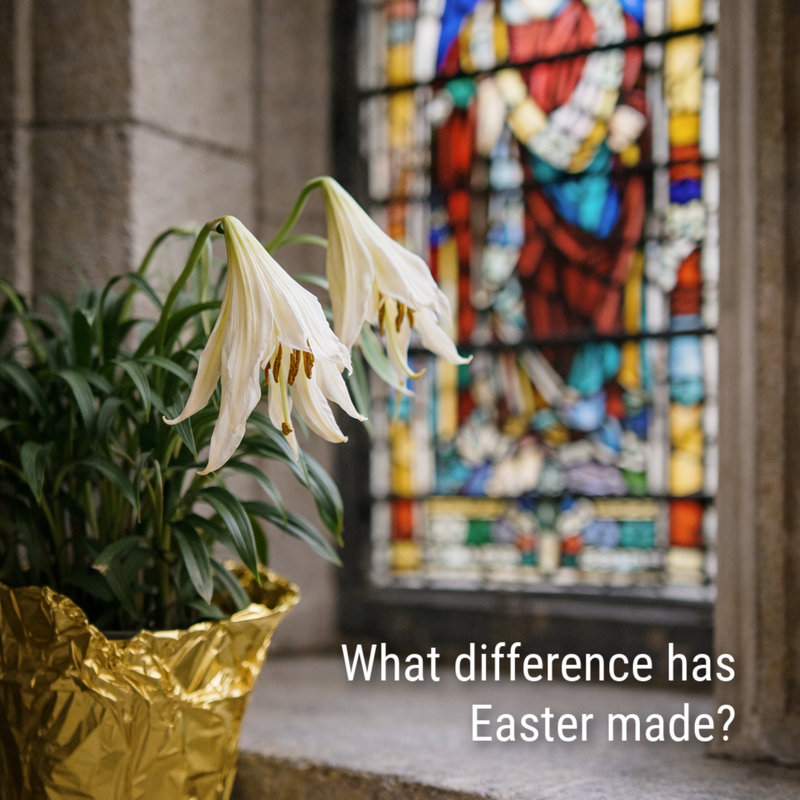 Potted Easter lily with slightly drooping white blooms in gold foil on a church windowsill, with stained glass in the background