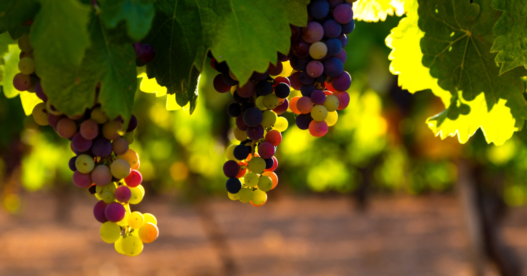 grapes on a vine